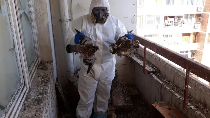 Как да премахнем миризмата от трупове на гълъби?