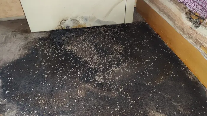 Колко време отнема професионалното почистване след смърт?